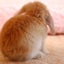 三鬼ちゃんのサムネイル