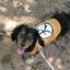 画像 しゃべる犬「モカ」＆唄う主婦「夕涼美ミント」のユーザープロフィール画像