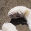 猫足のサムネイル