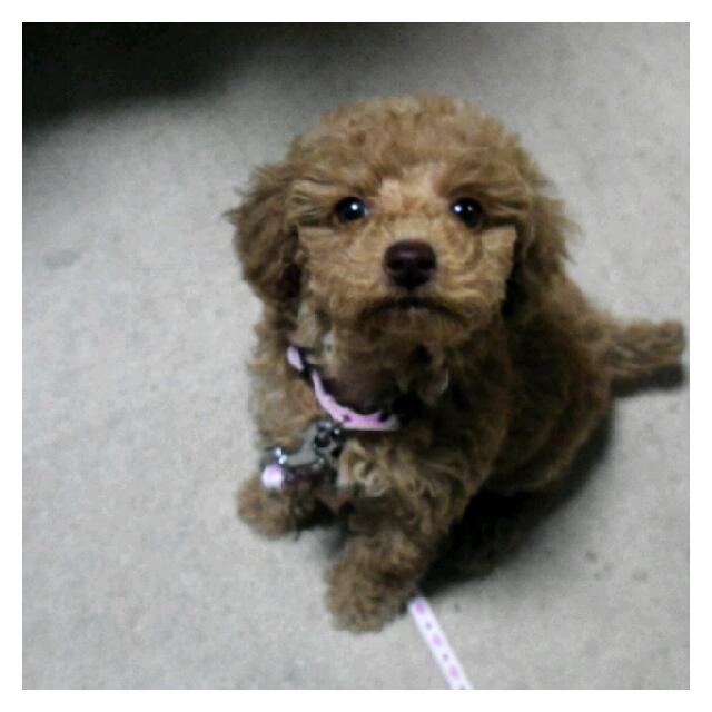 初めてのPart2 生後82日のこと トイプードル・ココの成長記録