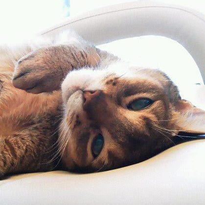 とらねこ