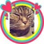 トミー「猫好き」「人が好き」「プレモルが好き」のサムネイル
