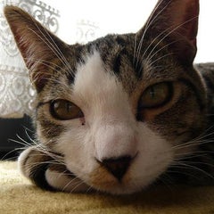 猫之助のプロフィール