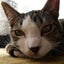 画像 猫がアイドルの夢をみた？:猫之助のブログのユーザープロフィール画像