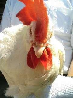 ごじょめ