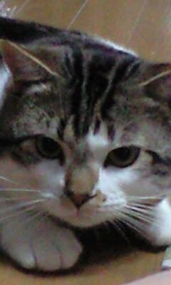 まっぴぃ