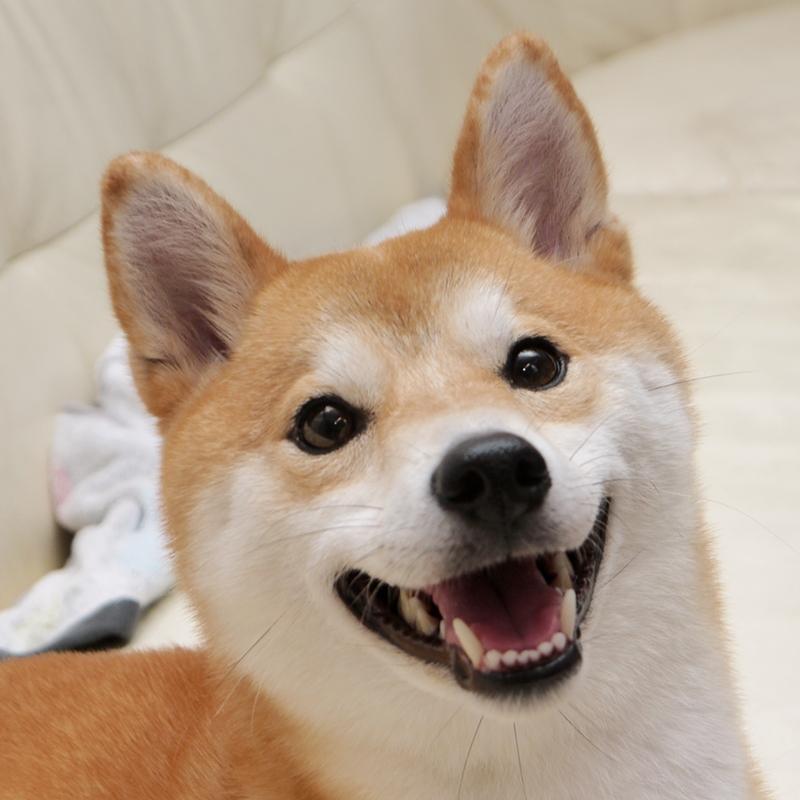 ﾊﾅﾏﾏ。