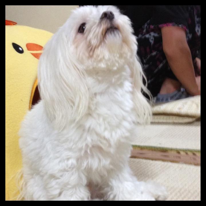 しおりーぬ［DOGメイメイ命名］
