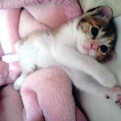 guzelのプロフィール