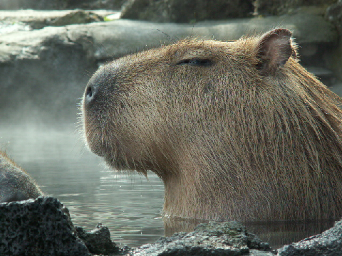 蒲田 バラ エステや日帰り温泉などのぶらりメモ