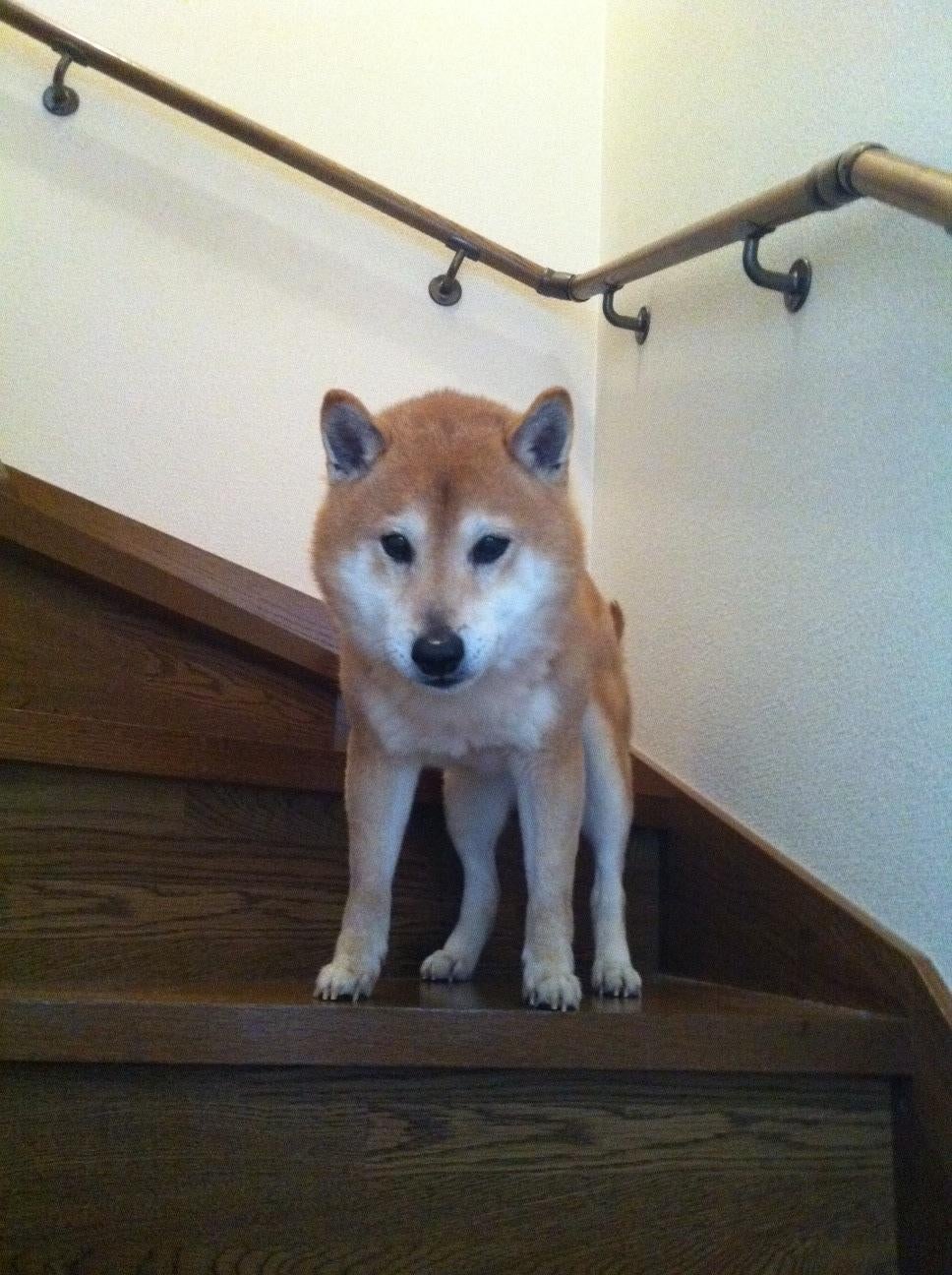 ponpapa