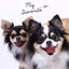 画像 犬石けん工房・愛犬と一緒にホームケア＆セラピーサロン Luana～ルアーナ～のユーザープロフィール画像