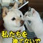 わんママのサムネイル