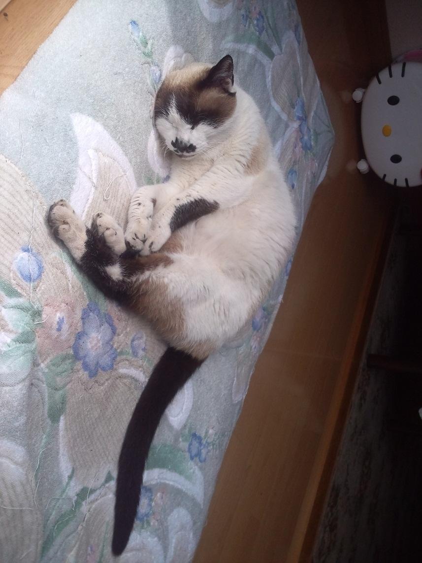 ももちゃん