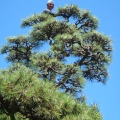 逗子・葉山・鎌倉の植木屋さん『吉田造園』のプロフィール