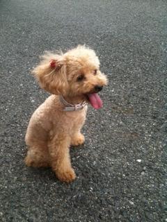 るる＆プリン