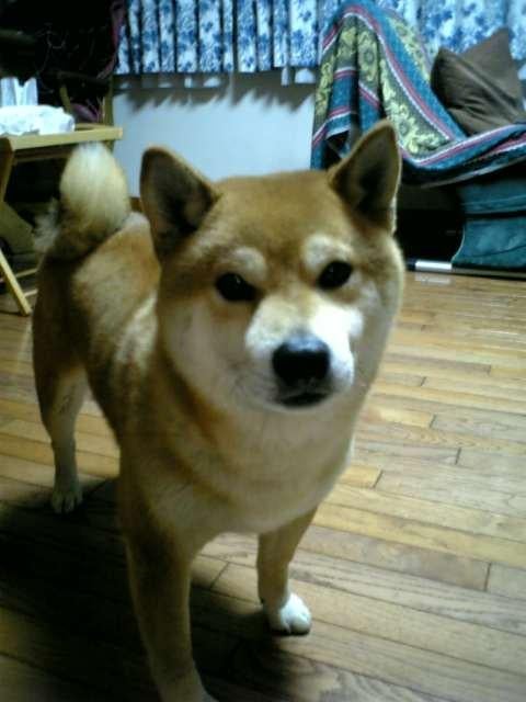 なおなお