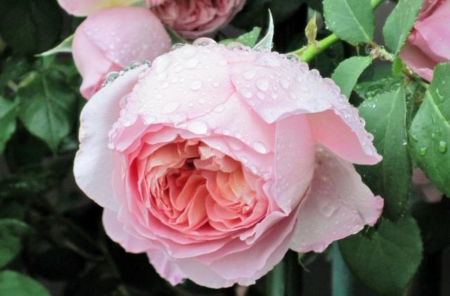 バラの消毒 薬剤散布 のやり方は ローテーション散布で 春 秋 ママの薔薇のブログ