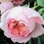 画像 ママの薔薇のブログのユーザープロフィール画像