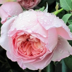 薔薇エブリンやウイリアムモーリスの発売 バラの芽がかわいい V ママの薔薇のブログ