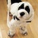 元保護犬ブリックのブログなんだわ～