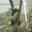 hyaのサムネイル