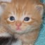 画像 猫&CG&双極性障害闘病日記のユーザープロフィール画像