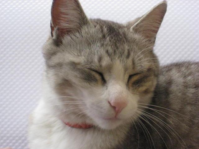 こぺとむ