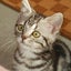 飼い主ぐるぐるのサムネイル