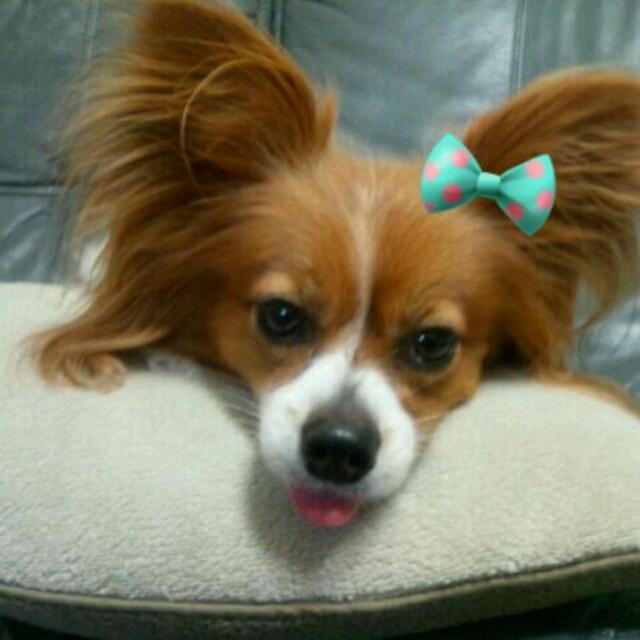 chisa