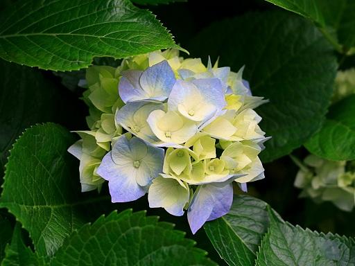 かえで