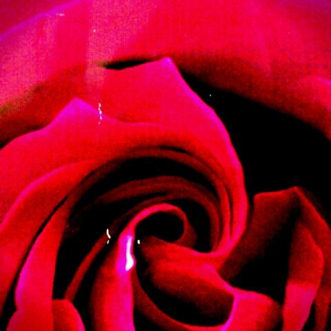 ☆Rose☆