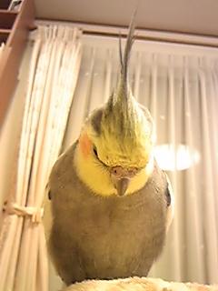 ベネジクト液