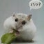 画像 ささんぼんのOvenNote~東京の北西部からのユーザープロフィール画像