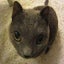 クリスのサムネイル