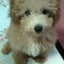 画像 愛犬はデカプー♥  第二章　思い出と共にのユーザープロフィール画像
