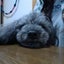 画像 今日も我が家は『犬猫日和』のユーザープロフィール画像