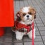 画像 シーズー犬 まりもと茶茶の楽しい毎日のユーザープロフィール画像