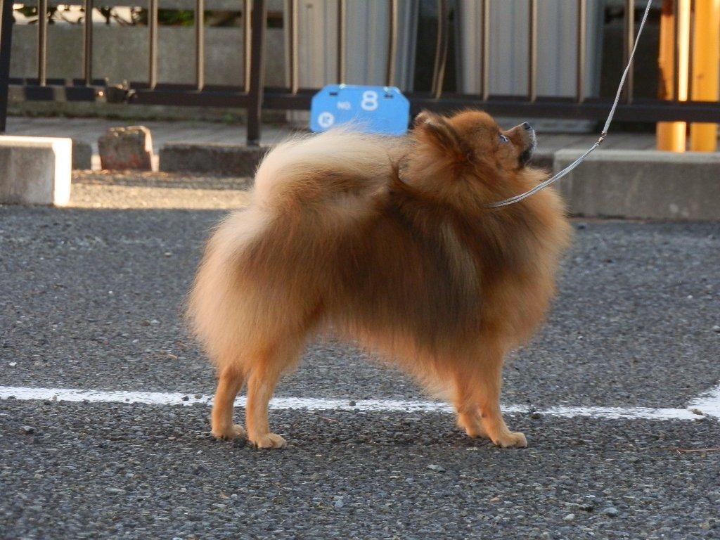 親犬情報 ハドレー系 モディアちゃん メス ポメラニアン専門イルミネーション ブリーダーブログ