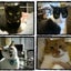 画像 tatuuのブログ（家の猫と庭の様子）のユーザープロフィール画像
