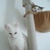 マヌネコ