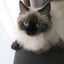 画像 猫と私の小さな庭 ～ヒマラヤンな日々～のユーザープロフィール画像