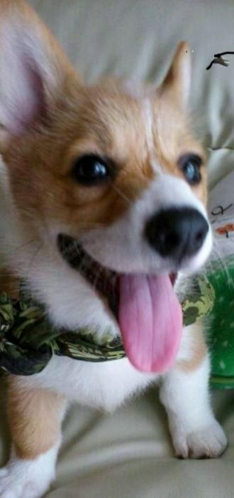 cocoパパ