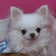 ☆～マナ&ルミdogハウスへようこそ♪☆沖縄で暮らすトイプードル・チワワ・ヨークシャーテリアのお家です。