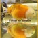 猫柄金魚♪