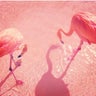 flamingoのプロフィール