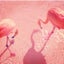flamingoのサムネイル