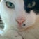 猫の毛だらけ。
