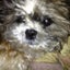 画像 むく犬のブログのユーザープロフィール画像