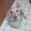 画像 愛犬レオンとマッシュの気まぐれブログのユーザープロフィール画像